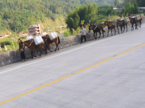 A chain of pack horses carrying work related supplies.